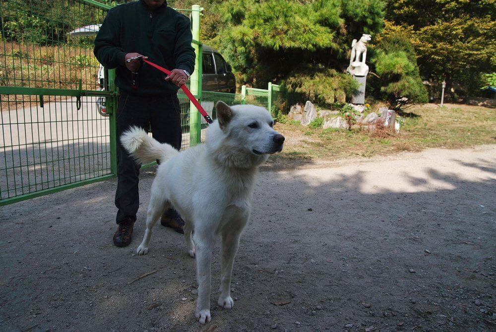 [제96회] 10월 3일 1시 한국애견협회 주최 귀색인공지 | 풍산개농장 -Poongsan Dog's Farm Land™-